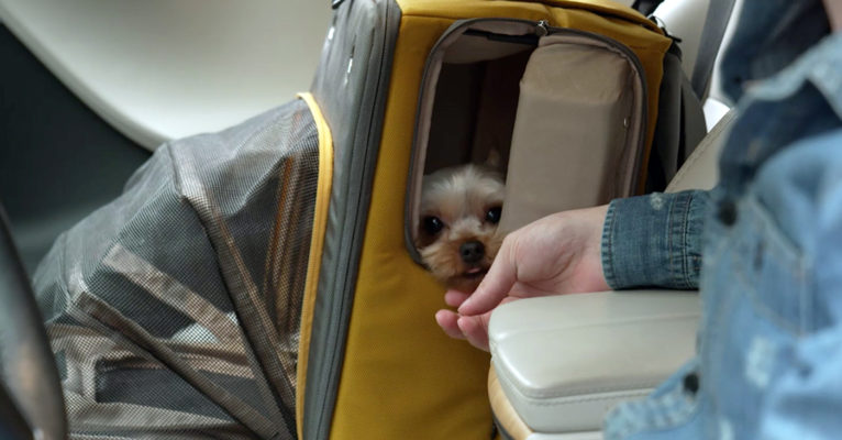 Recocore Casa di COCO is world's First Convertible Pet Carrier, Car seat, Bed